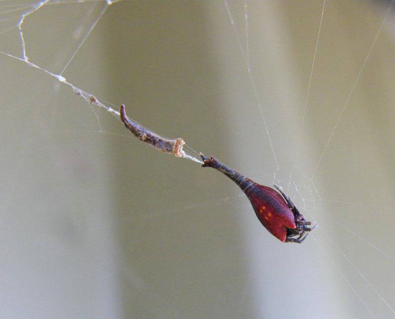 Arachnura_higginsi_D5961_Z_88_Donnelly River_Australie.jpg